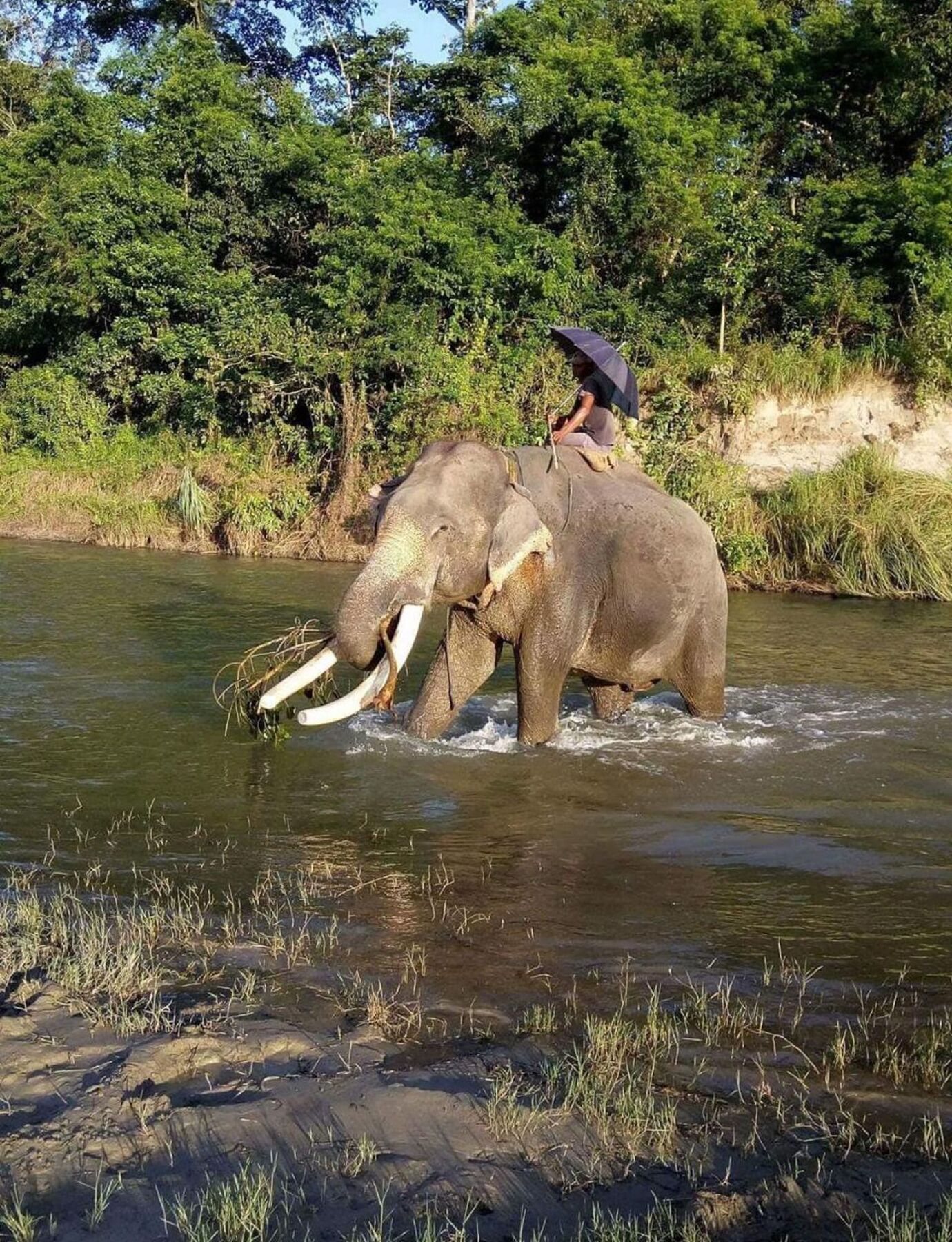 Unique Wild Resort Sauraha Zewnętrze zdjęcie